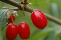 Ripe-fruits-of-Cornus-mas