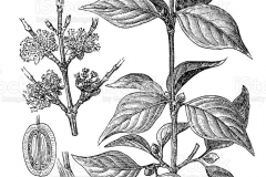 Sketch-of-Cornelian-cherry