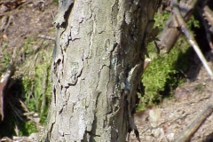 Trunk-of-Cornus-mas