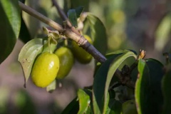 Unripe-fruits-of-Cornus-mas