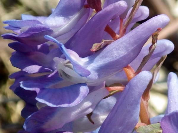 Closer-view-of-Flower-of-Corydalis