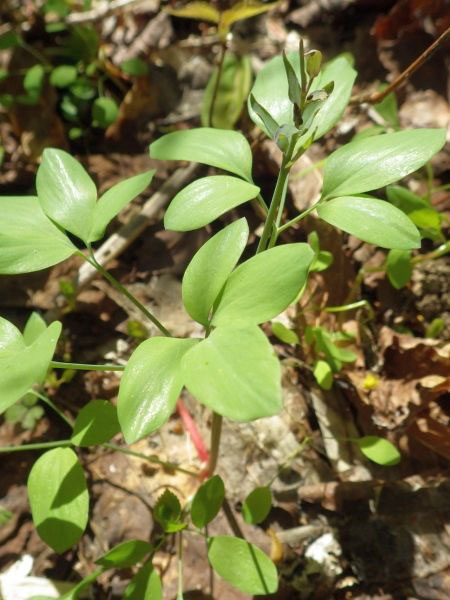 Leaves-of-Corydalis