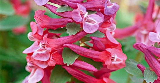 Other-Variety-of-Corydalis
