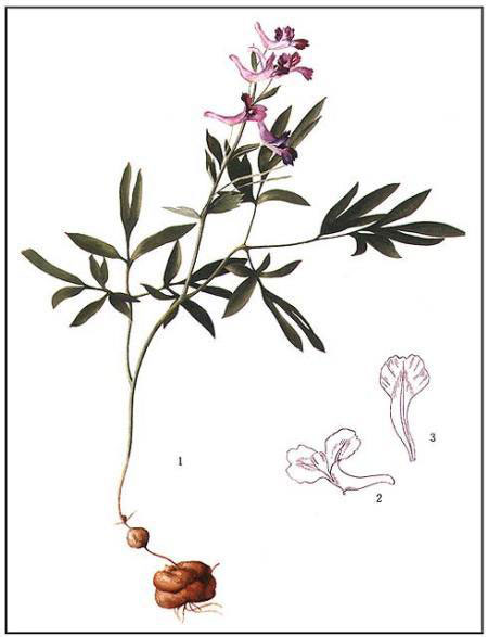 Plant-illustration-of-Corydalis
