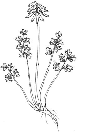 Sketch-of-Corydalis