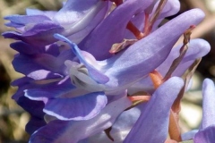 Closer-view-of-Flower-of-Corydalis
