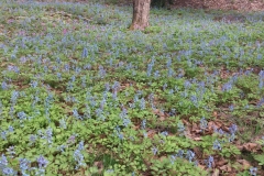 Corydalis-Plant-growing-wild