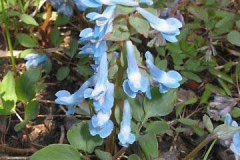 Corydalis-plant