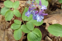 Flower-of-Corydalis