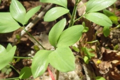 Leaves-of-Corydalis