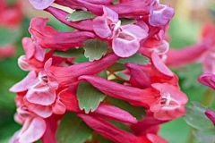 Other-Variety-of-Corydalis