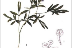 Plant-illustration-of-Corydalis