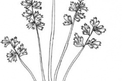 Sketch-of-Corydalis