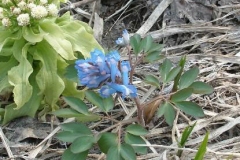 Small-Corydalis-Plant