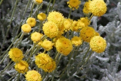 Cotton-Lavender-bloom