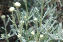 Cotton-Lavender-flower-buds
