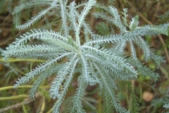 Cotton-Lavender-leaves