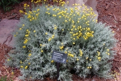 Cotton-Lavender-plant