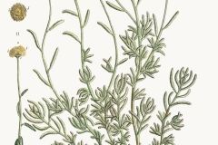 Plant-illustration-of-Cotton-Lavender