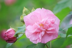 Cotton-Rose-Flower
