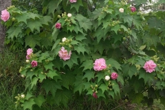 Cotton-Rose-plant