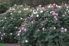 Cotton-Rose-plants-growing-wild