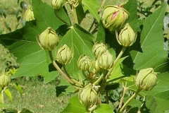 Flowering-buds-of-Cotton-Rose