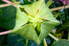 Immature-seed-pod-of-Cotton-Rose