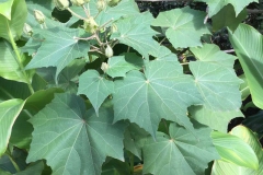 Leaves-of-Cotton-Rose