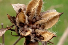 Mature-fruit-or-seed-pod-of-Cotton-Rose