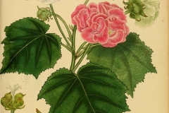 Plant-illustration-of-Cotton-Rose