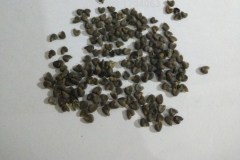 Seeds-of-Cotton-Rose