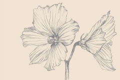 Sketch-of-Cotton-Rose