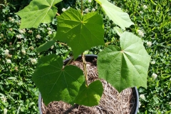 Small-Cotton-Rose-plant-on-the-pot