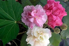 Three-stages-of-Cotton-Rose-blooming