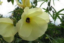 Closer-view-of-flower-of-Cotton