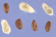 Seeds-of-cotton