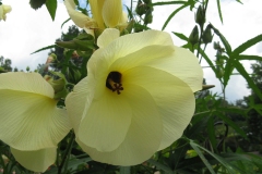 Closer-view-of-flower-of-Cotton