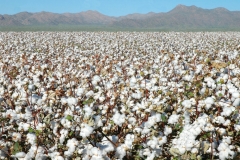 Cotton-Farming