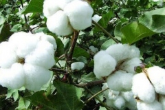 Cotton-on-the-tree
