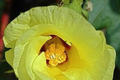 Flower-of-Cotton-tree