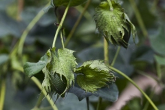 Immature-fruits-of-Cotton