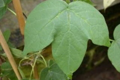 Leaves-of-Cotton