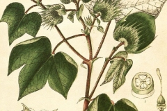 Plant-Illustration-of-Cotton