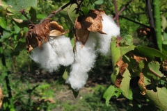 Seed-floss-cotton-hanging-from-open-seedpod