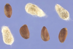Seeds-of-cotton