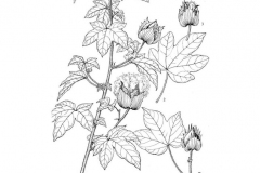 Sketch-of-Cotton