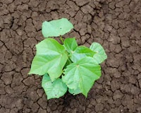 Small-Cotton-plant