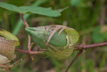 Cottonseed-buds