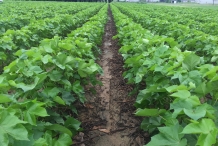 Cottonseed-farm